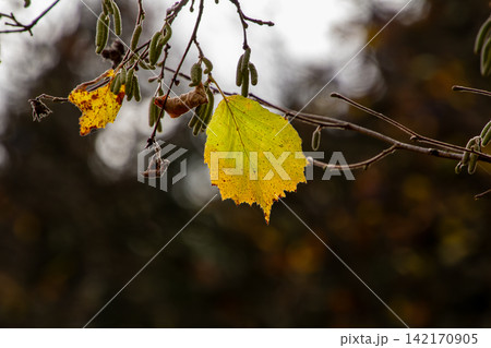 Close-up of a leaf in autumn colors. Can be used for a grieving and condolence card. 142170905