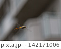 空飛ぶトンボ 142171006