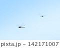 青空バックに飛翔するトンボ 142171007