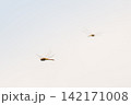 夕日をバックに飛翔するトンボ 142171008