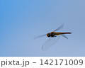 青空を背景に飛ぶトンボ 142171009