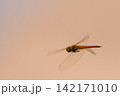 夕焼けに染まり飛ぶトンボ 142171010