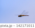 青空バックに飛翔するトンボ 142171011