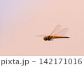 夕日をバックに飛翔するトンボ 142171016