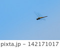 青空バックに飛翔するトンボ 142171017