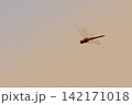 夕焼けバックに飛翔するトンボ 142171018