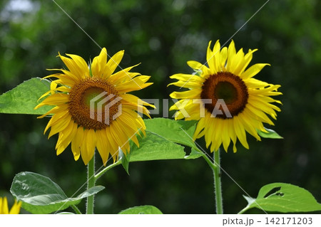 太陽の花 太陽の花 142171203