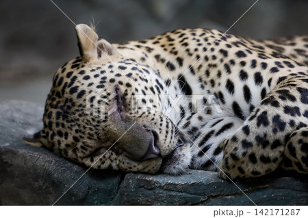 Leopard Sleeping Peacefully on Rock with Eyes Closed Close Up Portrait Leopard Sleeping Peacefully on Rock with Eyes Closed Close Up Portrait 142171287