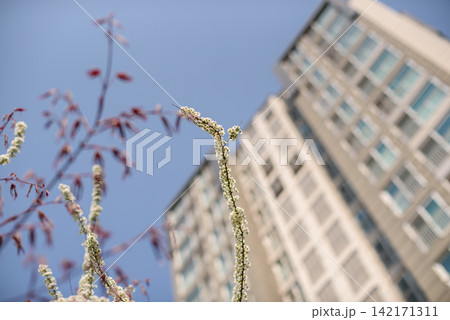 A delicate springtime scene set against a modern backdrop A delicate springtime scene set against a modern backdrop 142171311