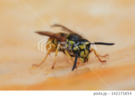 Detailed Close-Up of a Wasp, Vespula vulgaris Consuming Food on an Orange Surface, Emphasizing Texture Detailed Close-Up of a Wasp, Vespula vulgaris Consuming Food on an Orange Surface, Emphasizing Texture 142171654