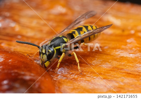 Detailed Close-Up of a Wasp Consuming Food on an Orange Surface, Emphasizing Texture 142171655