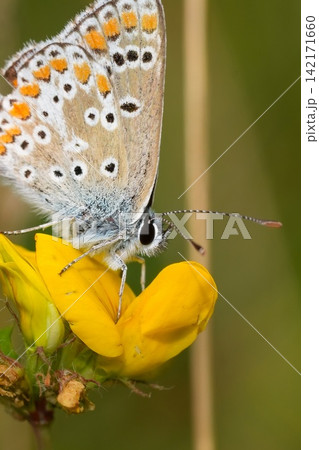 Delicate Icarus blue, Polyommatus icarus Butterfly Rest on a Vibrant Yellow Flower, Macro Shot on a Sunny Day Delicate Icarus blue, Polyommatus icarus Butterfly Rest on a Vibrant Yellow Flower, Macro Shot on a Sunny Day 142171660