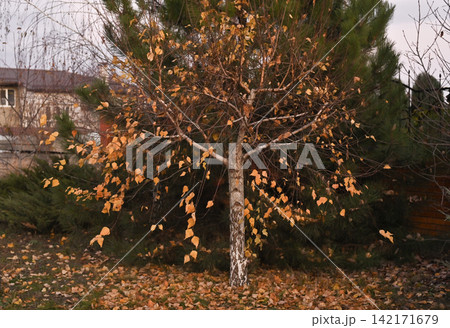 Autumn tree with yellow leaves standing in quiet yard near fence, autumn tree branches moving in light wind, natural autumn tree detail. Lonely fall tree covered with yellow leaves in rural yard. 142171679