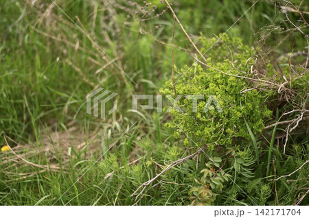 Green shrub flourishes across lush field with dense vegetation and natural texture. Green shrub flourishes across lush field with dense vegetation and natural texture. 142171704