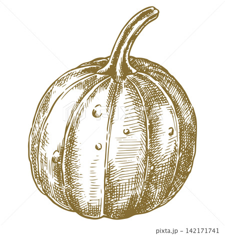 pumpkin. Vintage vector illustration. sketch pumpkin. Vintage vector illustration. sketch 142171741