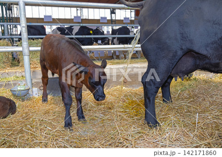 Newborn Calf Cow Farm Newborn Calf Cow Farm 142171860