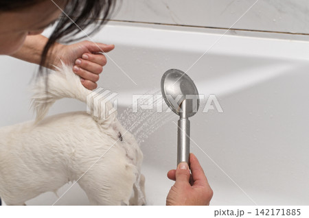 Female hands washing dog inside bathtub with shower. Female hands washing dog inside bathtub with shower. 142171885