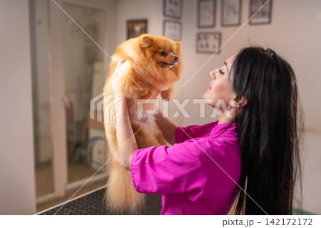 Groomer holding a fluffy pomeranian spitz at the salon Groomer holding a fluffy pomeranian spitz at the salon 142172172