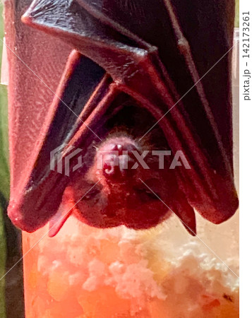 Fruit Bat Hanging Upside Down Close Up Fruit Bat Hanging Upside Down Close Up 142173261