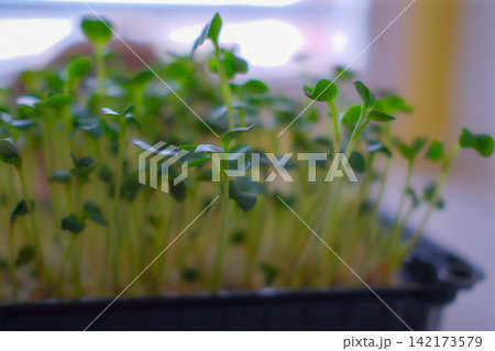 Fresh green microgreens growing indoors in a black tray 142173579