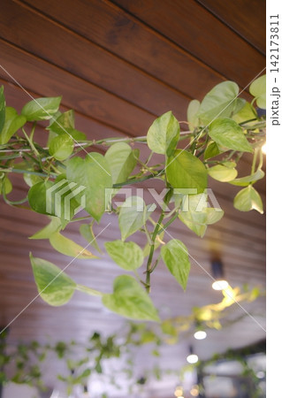 Variegated green Pothos leaves cascade from a dark brown wooden plank ceiling indoors Variegated green Pothos leaves cascade from a dark brown wooden plank ceiling indoors 142173811