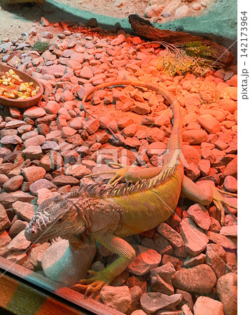 Green Iguana in Terrarium Habitat Green Iguana in Terrarium Habitat 142173964