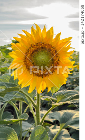 Sunflower field showing different growth stages, from bud to bloom, in agricultural production. Sunflower field showing different growth stages, from bud to bloom, in agricultural production. 142174068