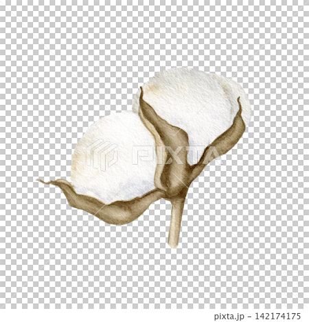 Cotton boll with soft white petals and warm brown leaves watercolor isolated illustration. Natural botanical clipart for textile, fashion, packaging and branding. Drawing eco friendly flower. Cotton boll with soft white petals and warm brown leaves watercolor isolated illustration. Natural botanical clipart for textile, fashion, packaging and branding. Drawing eco friendly flower. 142174175