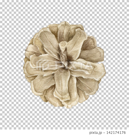 Pine cone top view watercolor isolated illustration. Hand drawn botanical forest clipart for Christmas, winter holidays, autumn decor, Thanksgiving, and rustic nature inspired design. Detailed drawing Pine cone top view watercolor isolated illustration. Hand drawn botanical forest clipart for Christmas, winter holidays, autumn decor, Thanksgiving, and rustic nature inspired design. Detailed drawing 142174176