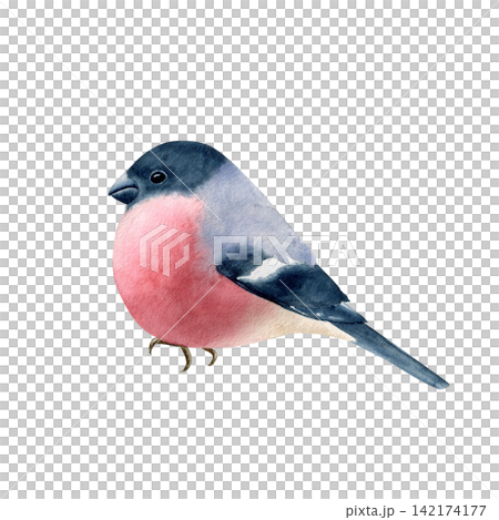 Cute bullfinch bird watercolor isolated illustration. Hand drawn winter wildlife clipart for Christmas cards, holiday decor and seasonal crafts. Artistic bird drawing on white. Cute bullfinch bird watercolor isolated illustration. Hand drawn winter wildlife clipart for Christmas cards, holiday decor and seasonal crafts. Artistic bird drawing on white. 142174177
