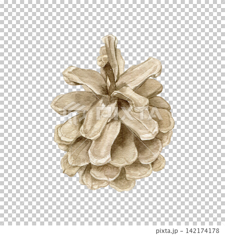 Detailed pine cone watercolor isolated illustration on white. Hand drawn botanical forest clipart for Christmas, winter holidays, autumn decor and rustic design projects. 142174178