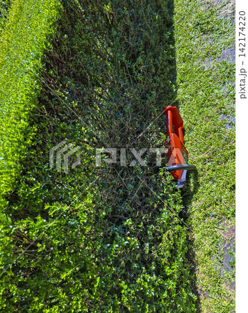 Hedge trimmer working on a garden hedge in direct sunlight for maintenance and care Hedge trimmer working on a garden hedge in direct sunlight for maintenance and care 142174220