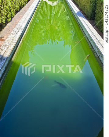 Long narrow stone reflection pool with green water surrounded by hedges in a garden setting Long narrow stone reflection pool with green water surrounded by hedges in a garden setting 142174225