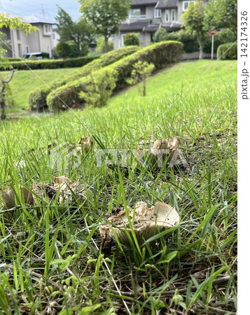 公園の土の中から姿を現したシロハツ 公園の土の中から姿を現したシロハツ 142174326