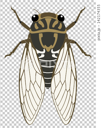 Cicadas Cicadas 142174355