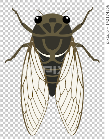 Cicadas Cicadas 142174356