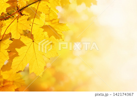 Golden Autumn Maple Leaves with Soft Light and Copy Space 142174367
