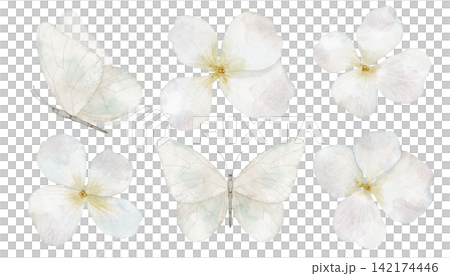 Butterflies and flowers watercolor set. Collection of white pastel botanical elements isolated on background. Decorative for nursery design, wedding invitations and spring greeting cards. Butterflies and flowers watercolor set. Collection of white pastel botanical elements isolated on background. Decorative for nursery design, wedding invitations and spring greeting cards. 142174446