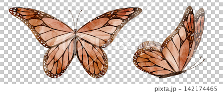 Butterfly watercolor illustration set with orange and brown winged insects isolated on background. Autumn nature clipart collection for botanical, woodland and seasonal designs. Butterfly watercolor illustration set with orange and brown winged insects isolated on background. Autumn nature clipart collection for botanical, woodland and seasonal designs. 142174465