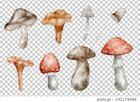 Mushroom watercolor illustration set with forest fungi isolated on background. Autumn woodland clipart with boletus, amanita and toadstools for foraging, nature and seasonal designs. Fall fungus. Mushroom watercolor illustration set with forest fungi isolated on background. Autumn woodland clipart with boletus, amanita and toadstools for foraging, nature and seasonal designs. Fall fungus. 142174466