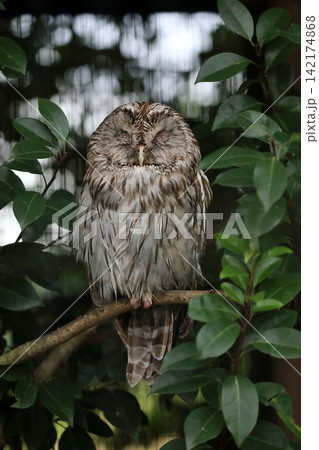 木の上で目を閉じて眠るフクロウ 木の上で目を閉じて眠るフクロウ 142174868