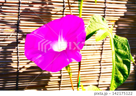 ピンク色の朝顔の花 ピンク色の朝顔の花 142175122