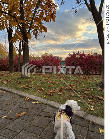 鮮やかな紅葉の落ち葉を踏みしめ散歩する犬 142175220