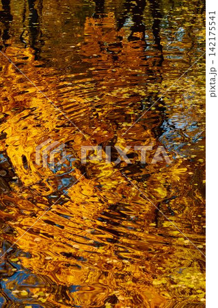 magic reflection of yellow trees in the Karpiev pond in the Summer Garden in clear autumn sunny day, an incredible reflection of yellow leaves on the surface of the water, Russia, Saint Petersburg magic reflection of yellow trees in the Karpiev pond in the Summer Garden in clear autumn sunny day, an incredible reflection of yellow leaves on the surface of the water, Russia, Saint Petersburg 142175541