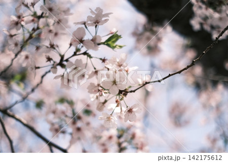桜 桜 142175612