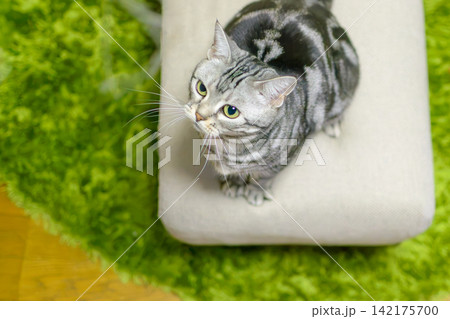 紐を追いかけて上を見上げる猫 紐を追いかけて上を見上げる猫 142175700