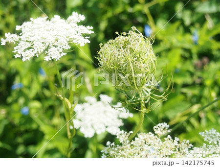 ノラニンジンの花と総苞片 ノラニンジンの花と総苞片 142175745
