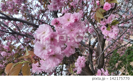 満開に咲く濃いピンク色の八重桜「関山」 満開に咲く濃いピンク色の八重桜「関山」 142175770