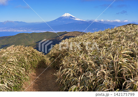 伊豆半島の伊豆山稜線歩道 達磨山の笹原に続く登山道から望む富士山 伊豆半島の伊豆山稜線歩道 達磨山の笹原に続く登山道から望む富士山 142175799