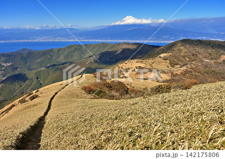 伊豆半島の伊豆山稜線歩道 達磨山の笹原の登山道から望む富士山 伊豆半島の伊豆山稜線歩道 達磨山の笹原の登山道から望む富士山 142175806
